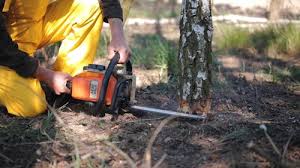 Best Lawn Watering Services  in East Dennis, MA