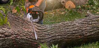 How Our Tree Care Process Works  in  East Dennis, MA