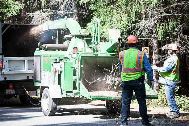  East Dennis, MA Tree Care Pros