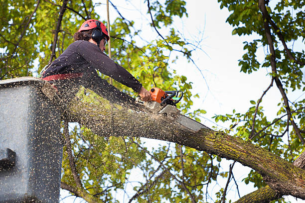 Professional Tree Care in East Dennis, MA